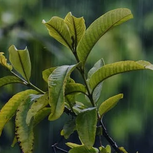 Yusuf Yenitürkoğulları